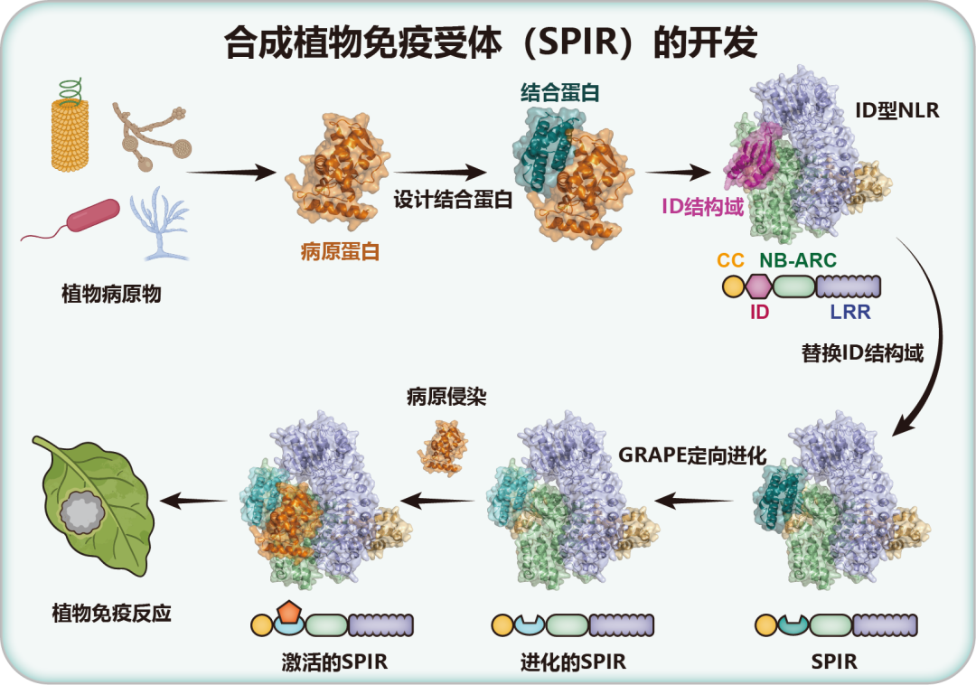 可编程植物合成免疫受体，实现按需设计丨科技前线